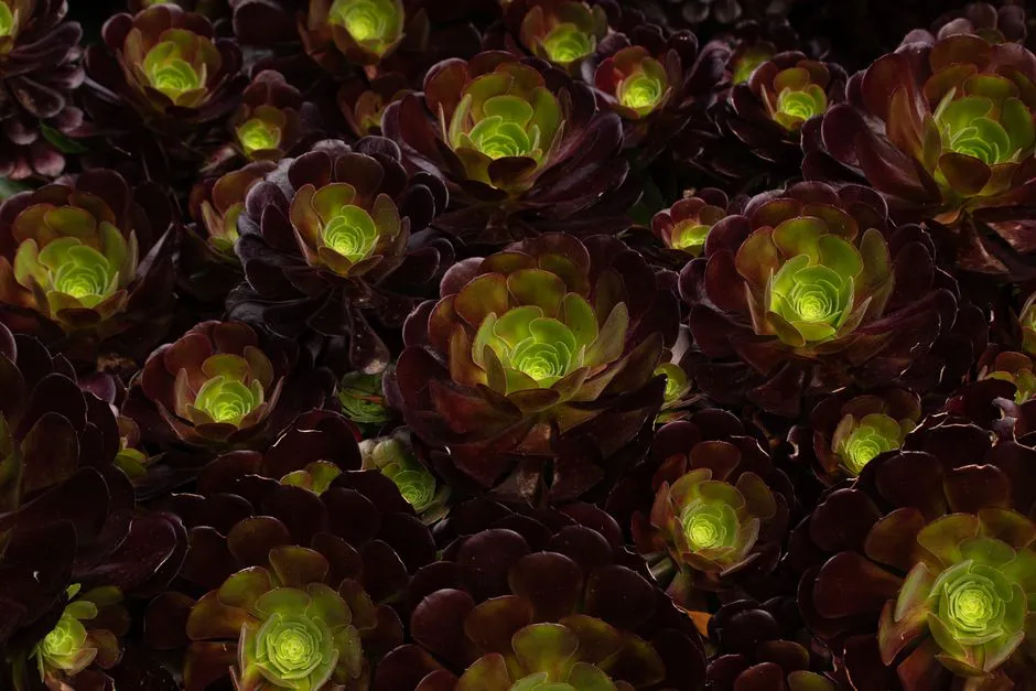 5. Aeonium 'Zwartkop' (Black Rose Succulent) (Image Credits: Pexels)