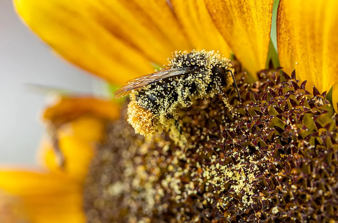 Bees Rationally Choose the Better Foraging Opportunity (Image Credits: Pixabay)