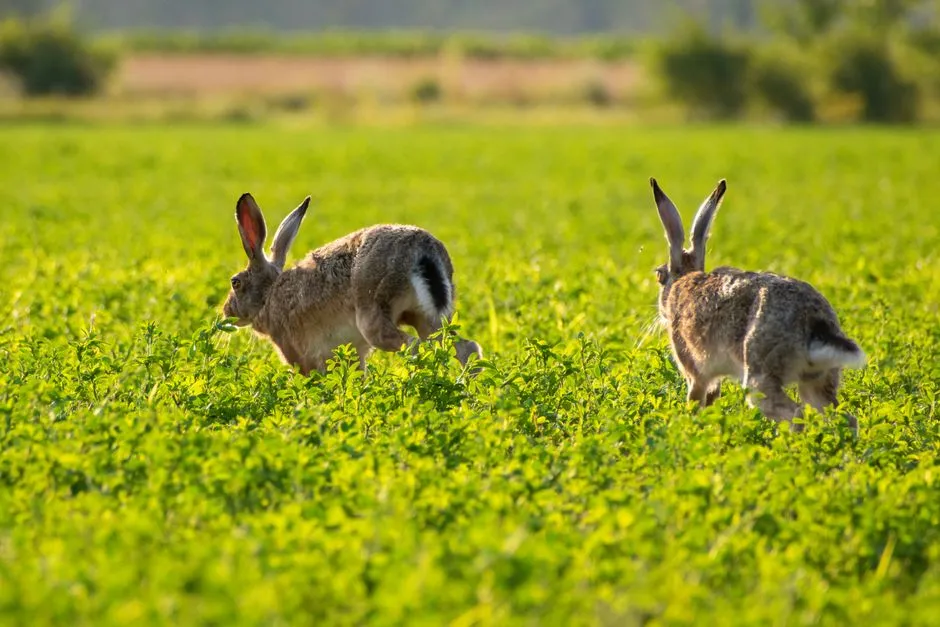 The Role of Tapirs, Primates, and Ungulates (Image Credits: Pexels)