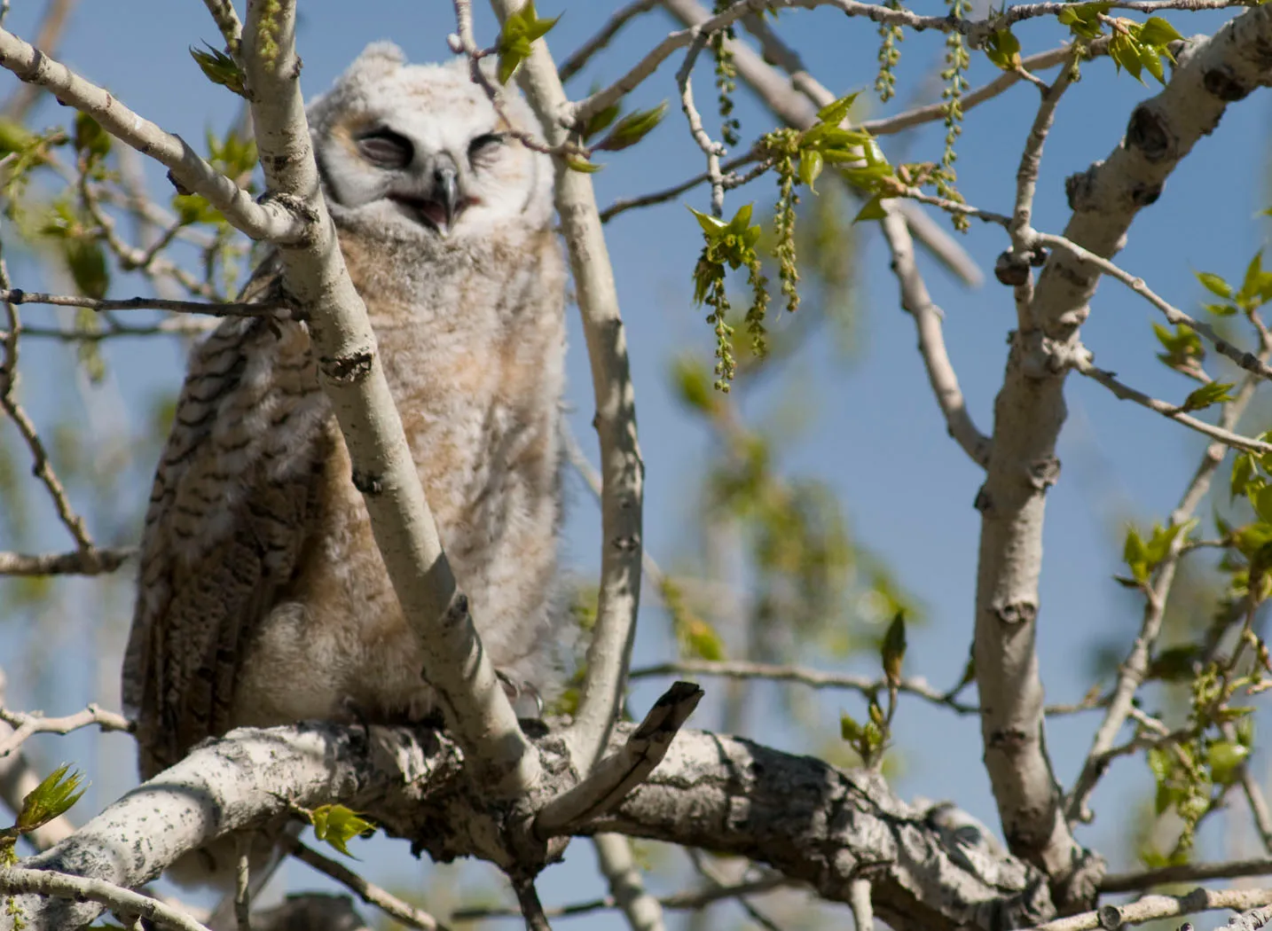 The Blood Vessel Problem (Great Horned Owl, Public domain)
