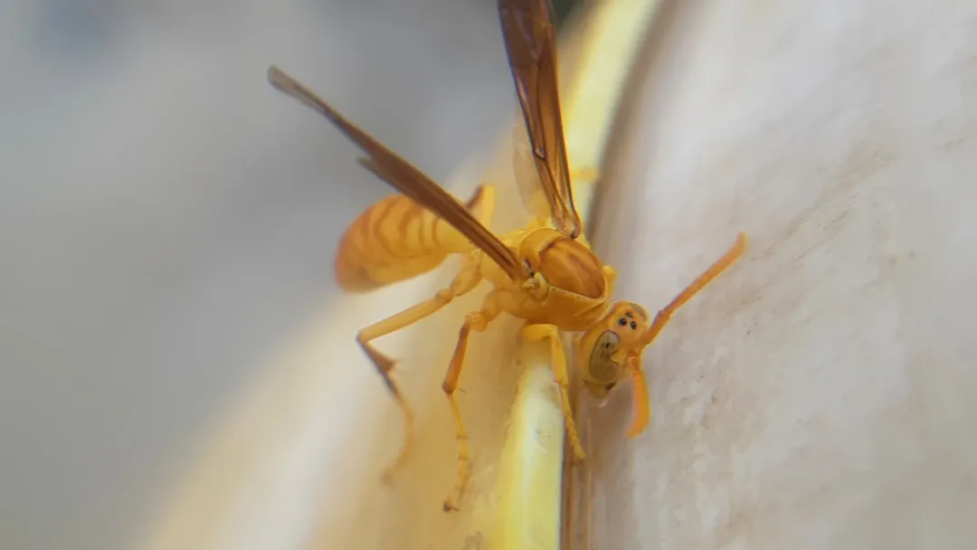 Paper Wasps: The Complex Case in Your Garden (Image Credits: Unsplash)