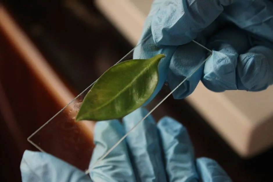 Check Leaf Undersides, Not Just the Tops (Image Credits: Pexels)