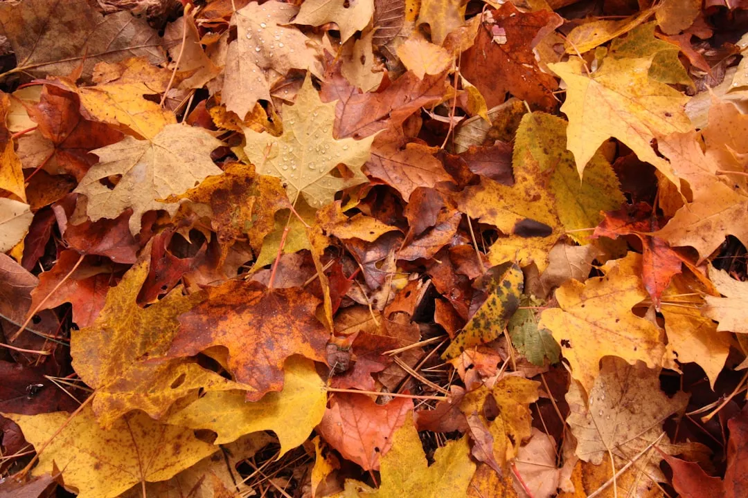 Leaves Are Not Trash, They're a Nutrient Bank (Image Credits: Unsplash)