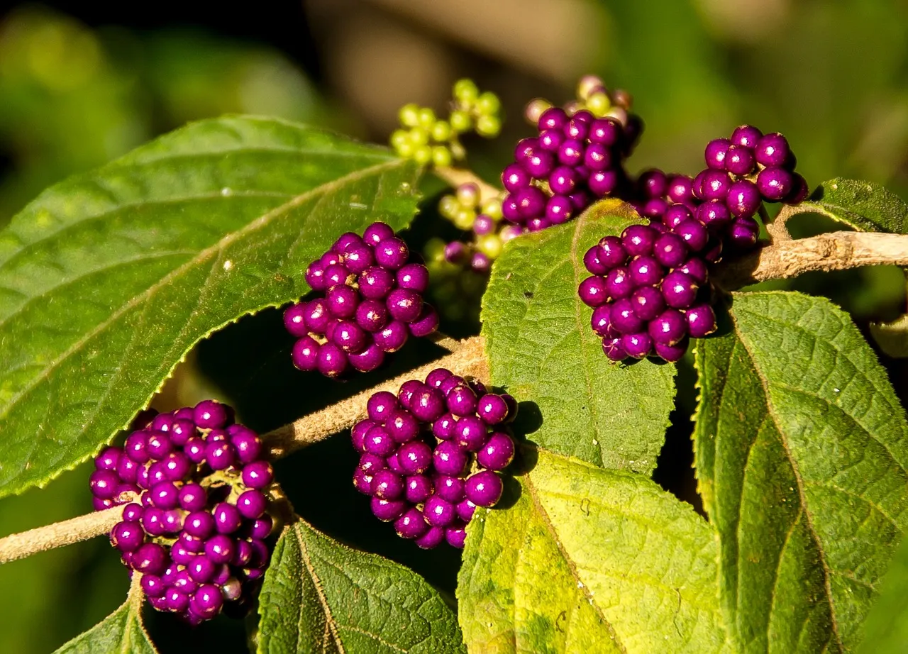 The Nutritional Gap Between Native and Non-Native Berries (Image Credits: Pixabay)