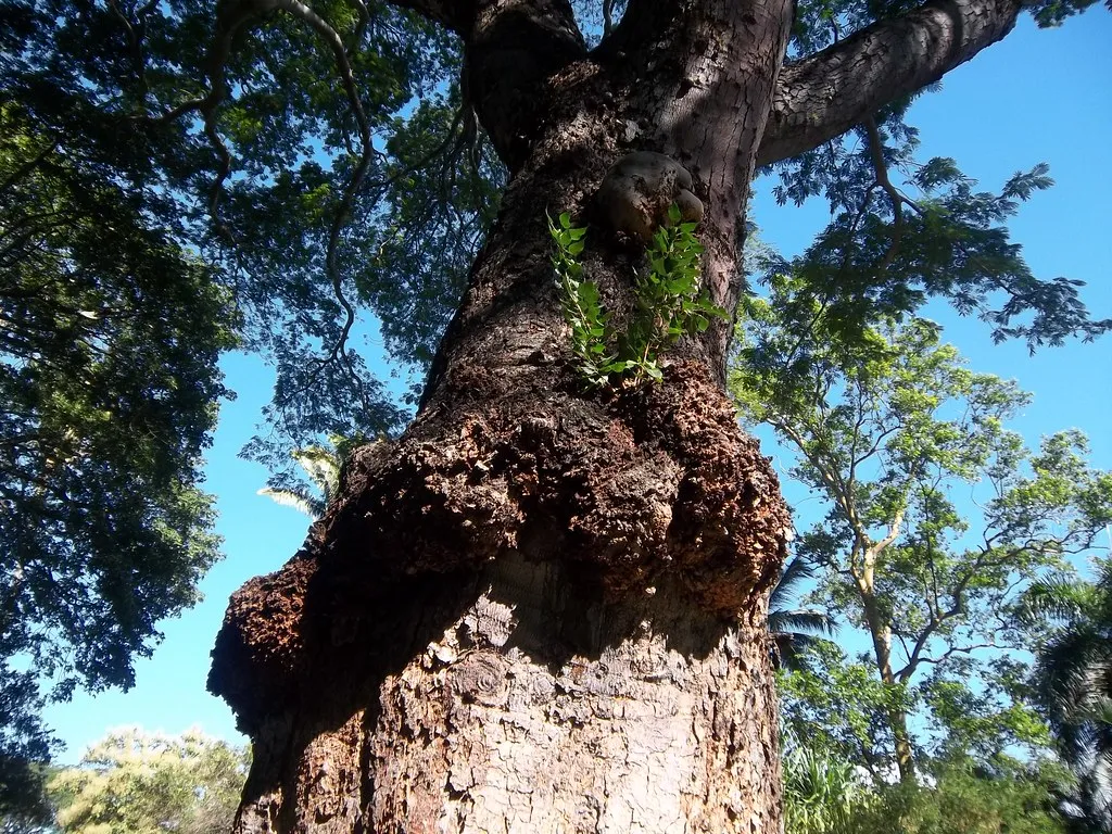 What the Growths Look Like at Each Stage (Image Credits: Flickr)