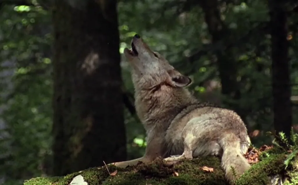 The Ancient Link to Wolf Ancestry (Image Credits: Flickr)