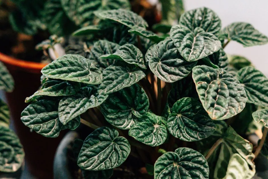 5. Peperomia (Peperomia spp.) (Image Credits: Pexels)