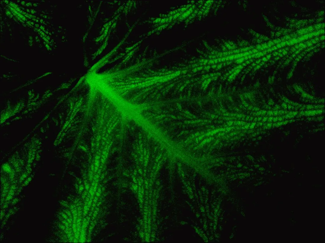 Chlorophyll: The Primary Fluorescent Compound in Leaves (Image Credits: Unsplash)