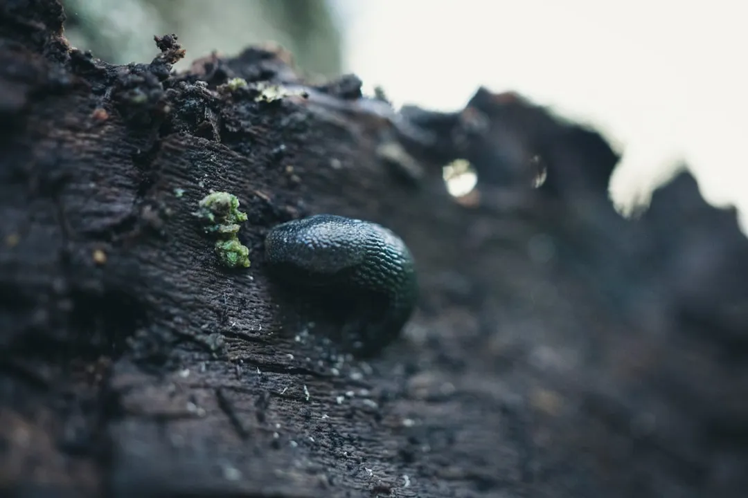 The Core Mistake: Evening Watering Creates a Slug Paradise (Image Credits: Unsplash)