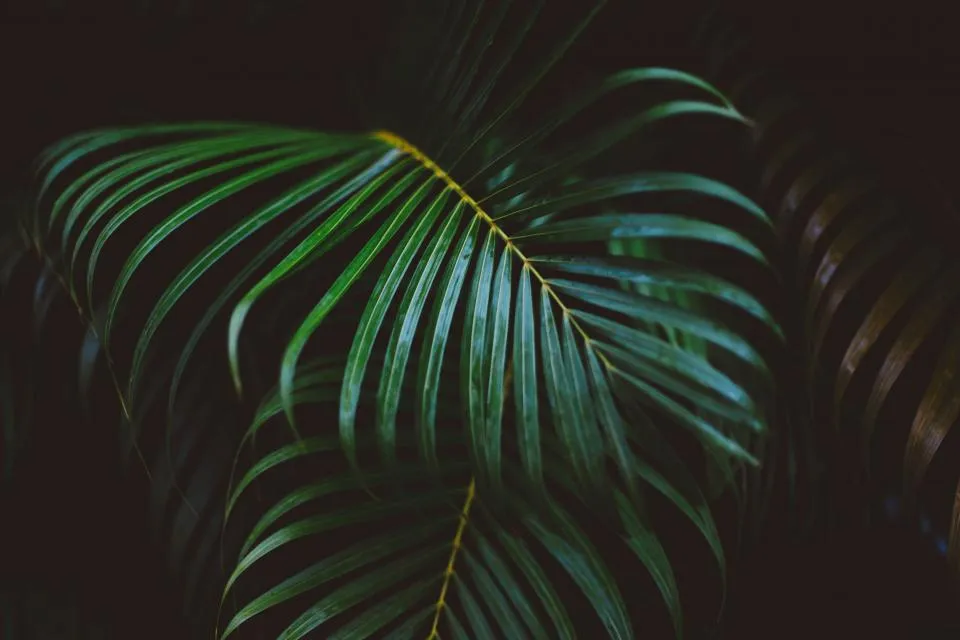 A Closing Thought on After-Dark Gardening (Image Credits: Stocksnap)