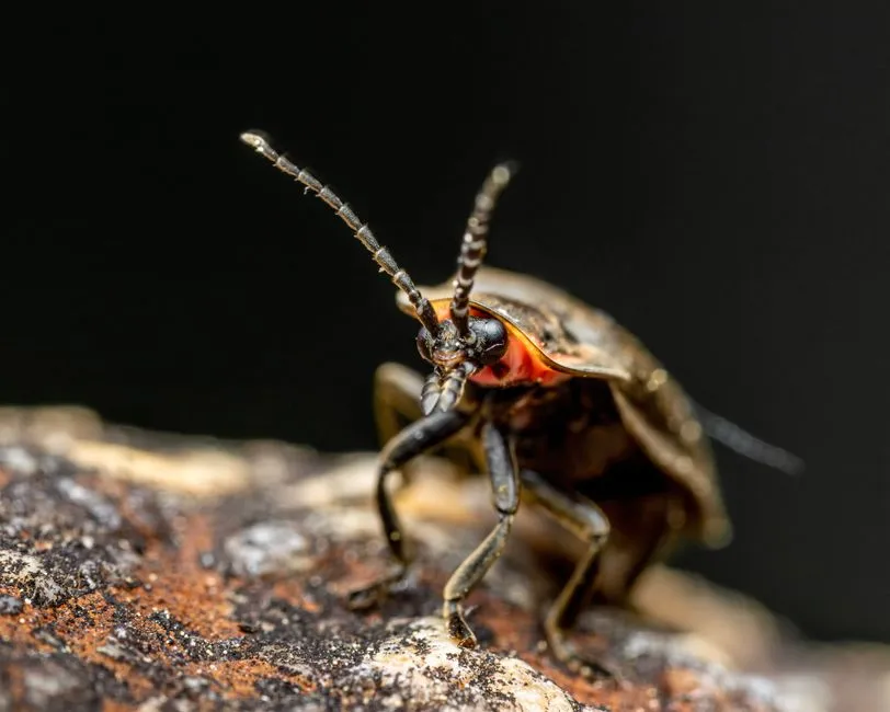 4. Fireflies Spend Up to Two Years Hidden in Leaf Litter (Image Credits: Pexels)