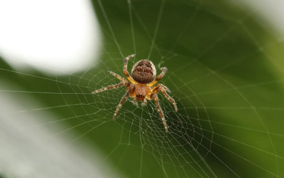 4. Garden Spiders: The Web Builders People Keep Destroying (Image Credits: Unsplash)