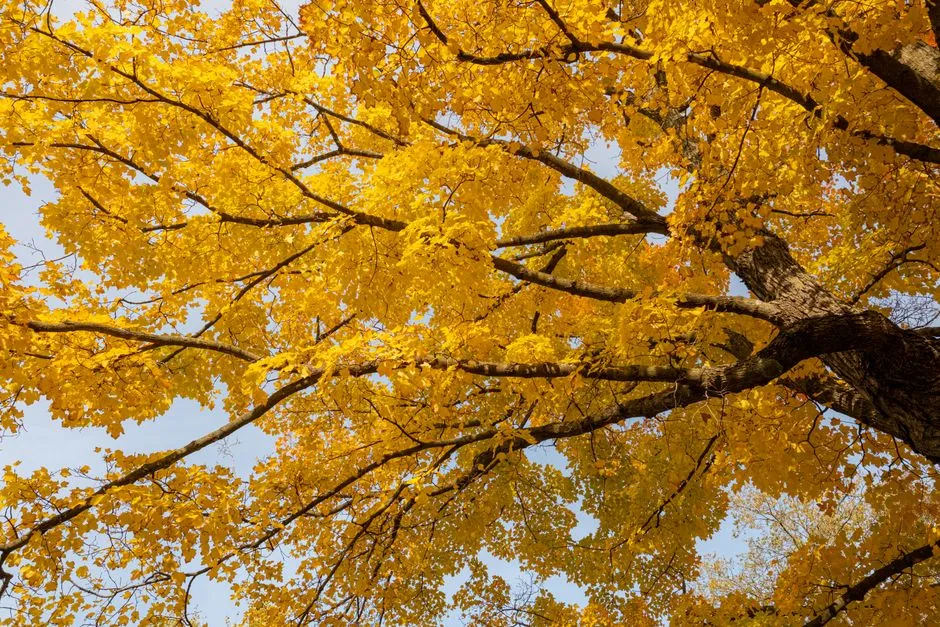 The Optimal Planting Window Is Specific and Worth Knowing (Image Credits: Pexels)