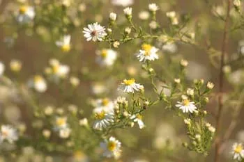 Plant Flower Margins: A Proven Orchard Strategy (dymedia, Flickr, CC BY 2.0)