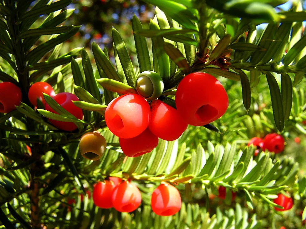 Yew Berries: The Danger Hidden Inside a Sweet Fruit (Muffet, Flickr, CC BY 2.0)