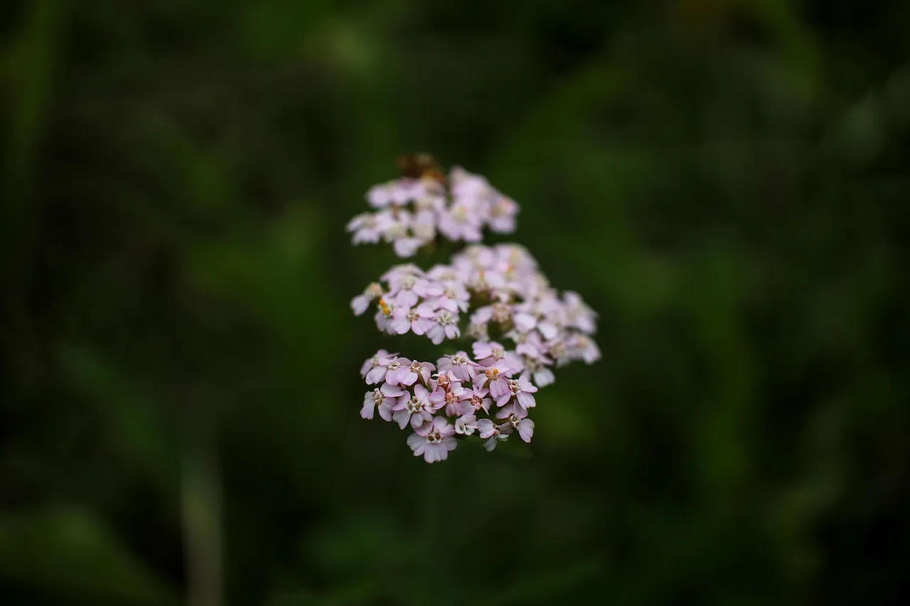 Using Flowering Plants to Attract Predatory Insects (Image Credits: Pixabay)