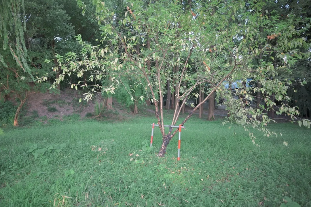 Myth 5: New Trees Always Need Staking (Image Credits: Unsplash)