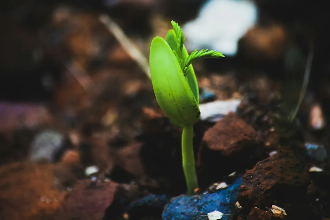 Photosynthesis Fuels the Night Shift (Image Credits: Unsplash)