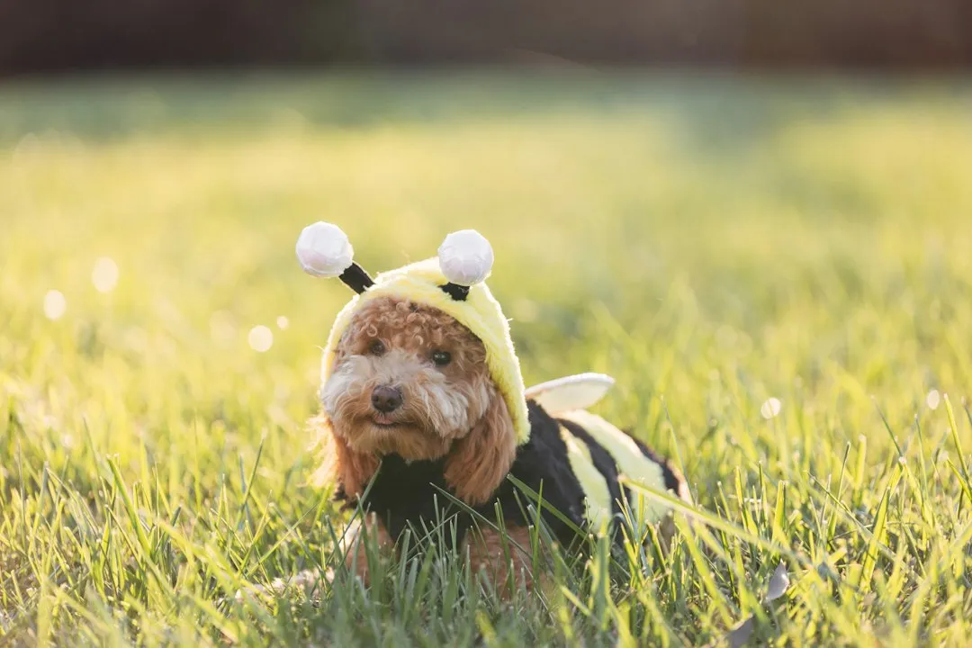 What Vets and Animal Welfare Groups Recommend (Image Credits: Unsplash)