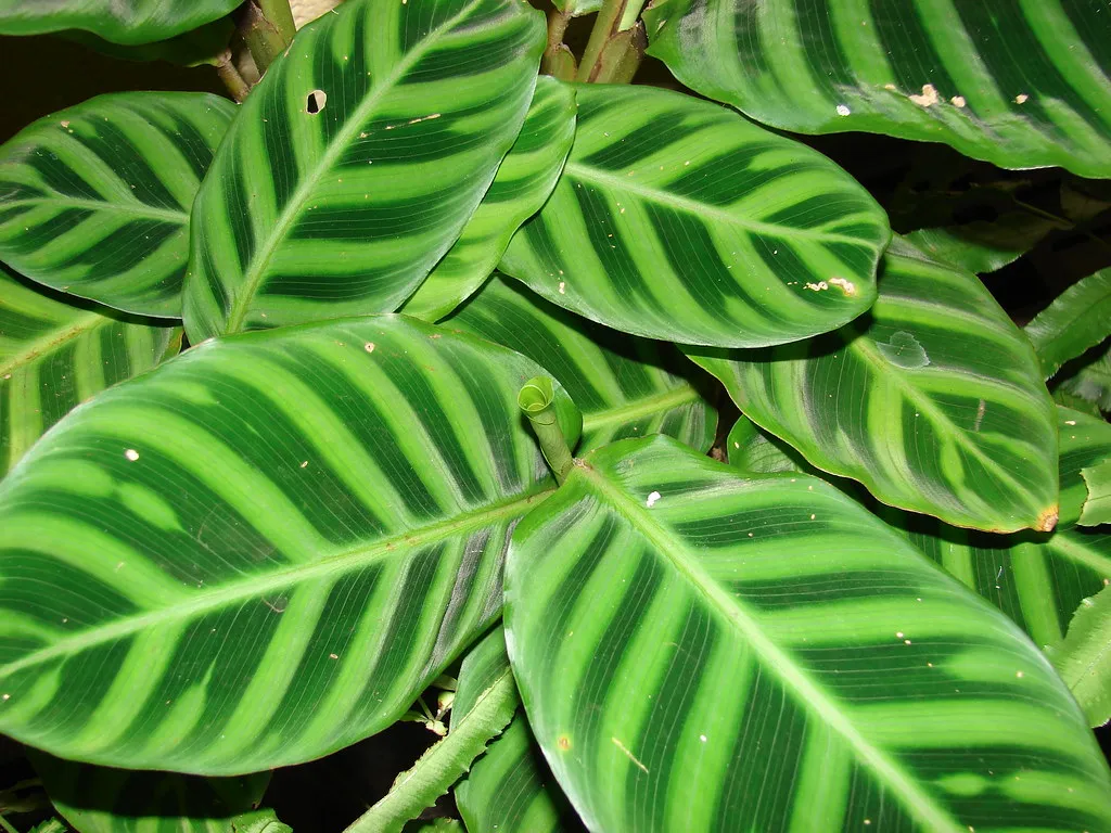 Gemini (May 21 – June 20): Calathea (Starr Environmental, Flickr, CC BY 2.0)
