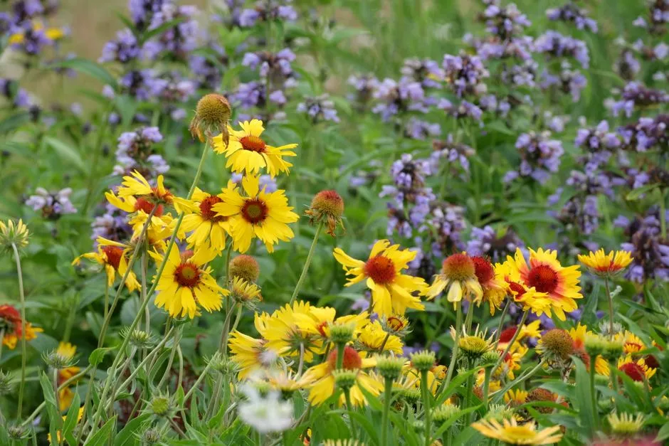 What Replacing Half of America's Lawns Could Look Like (Image Credits: Pexels)