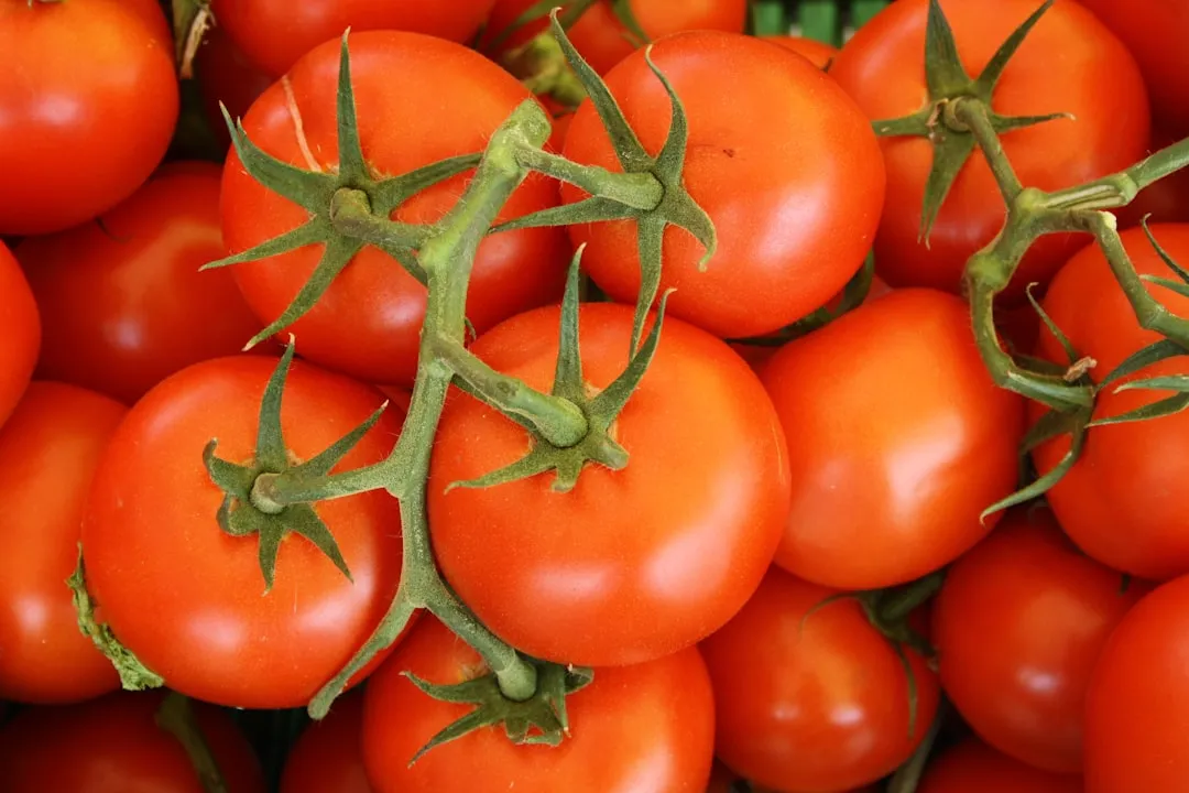1. Cherry Tomatoes: The Undisputed Star of Balcony Growing (Image Credits: Unsplash)