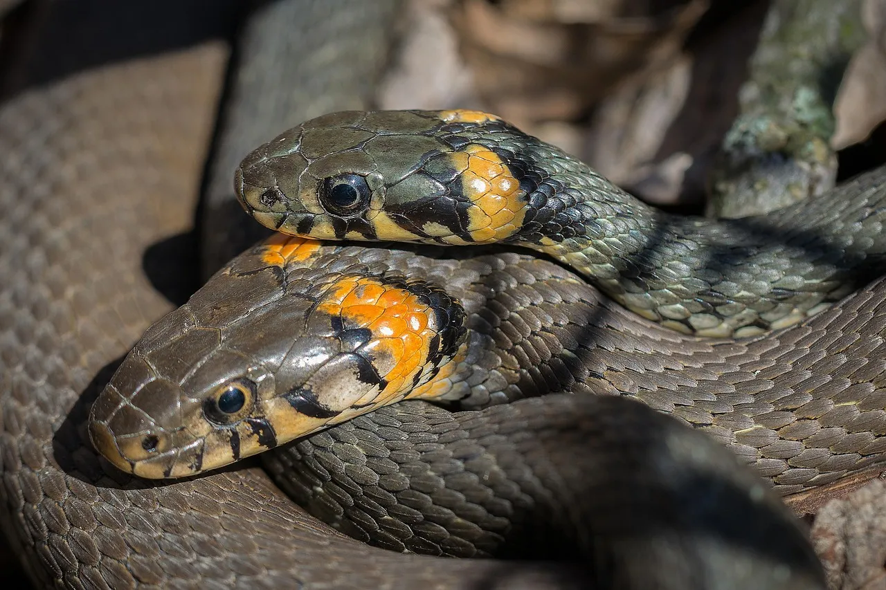 Mating Season Drives Snakes Into the Open (Image Credits: Pixabay)