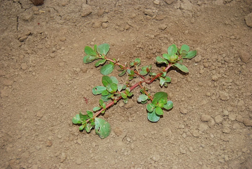 Its Roots Are Doing Something Extraordinary Underground (Oregon State University, Flickr, CC BY-SA 2.0)