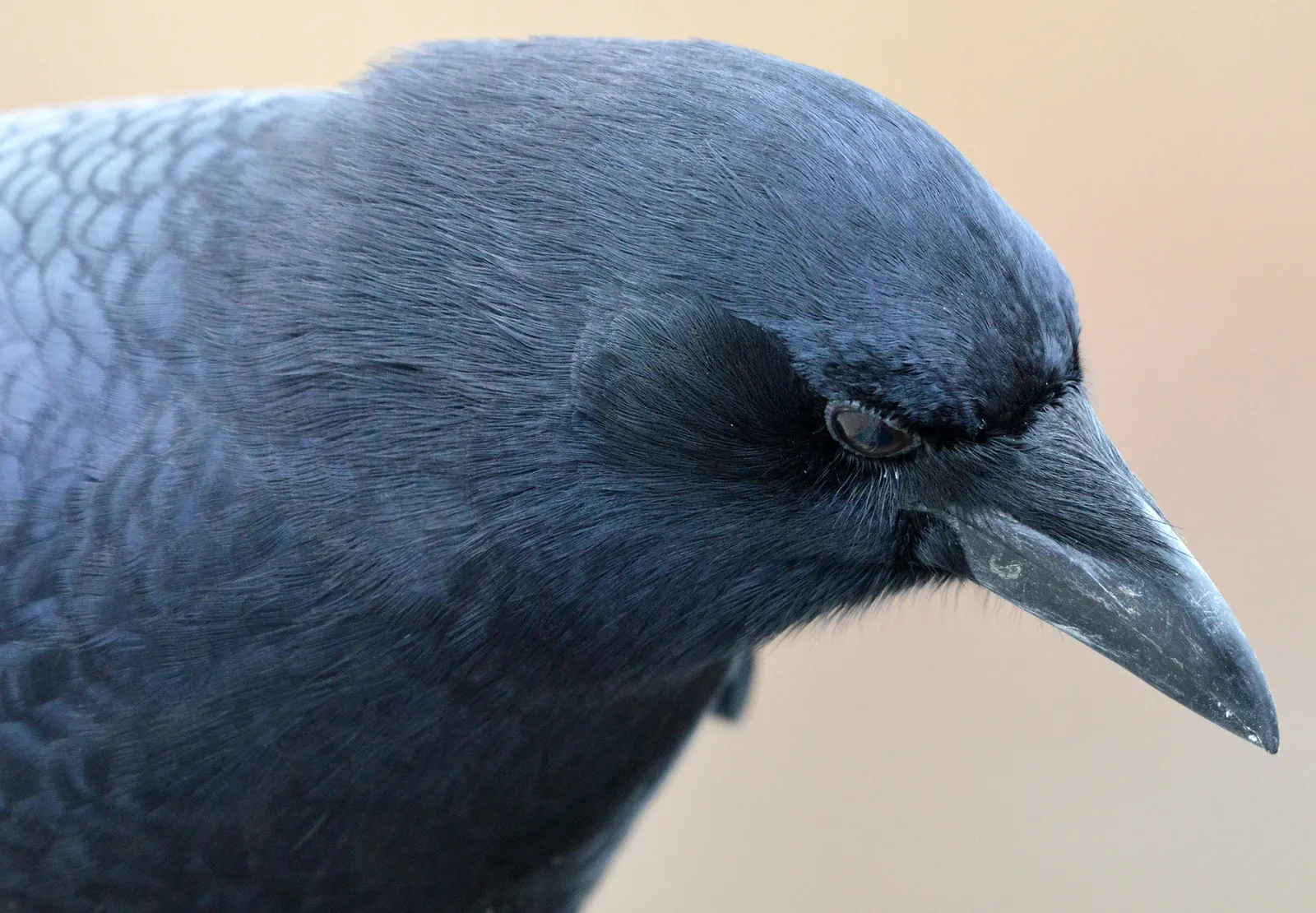 The Crow Brain: Small but Surprisingly Powerful (Imported from 500px (archived version) by the Archive Team. (detail page), CC BY 3.0)