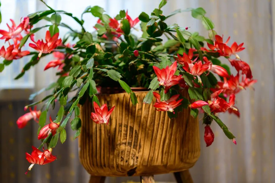 When Each Holiday Cactus Actually Blooms (Image Credits: Pexels)