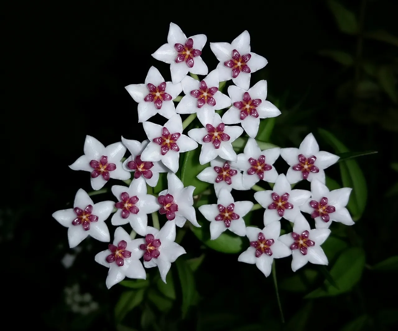 The Hoya Person: You're Patient, and That's Your Superpower (Image Credits: Pixabay)