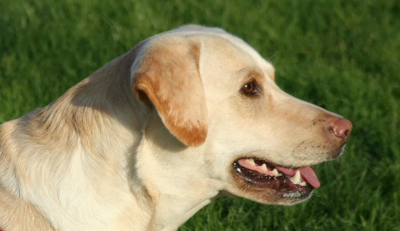 5. Panting at Rest, Without Any Obvious Trigger (Image Credits: Pixabay)