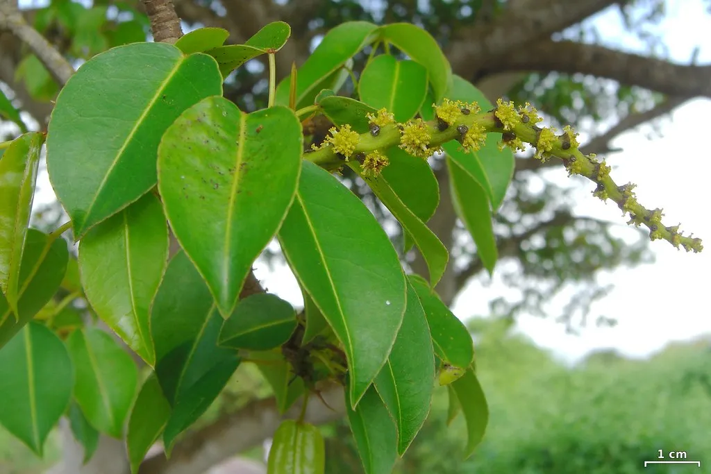 5. The Manchineel Tree: The World's Most Dangerous Tree (pellaea, Flickr, CC BY 2.0)