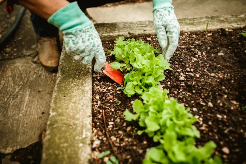 From War Gardens to Victory Gardens: The Name Shift (Image Credits: Pexels)