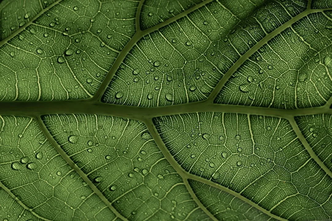 The Science of "Cold-Induced Sweetening" (Image Credits: Unsplash)