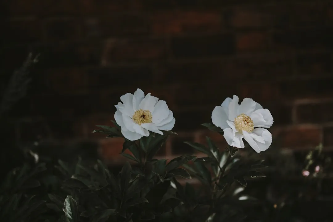 White Petals, Pale Colors, and Moonlight Visibility (Image Credits: Unsplash)