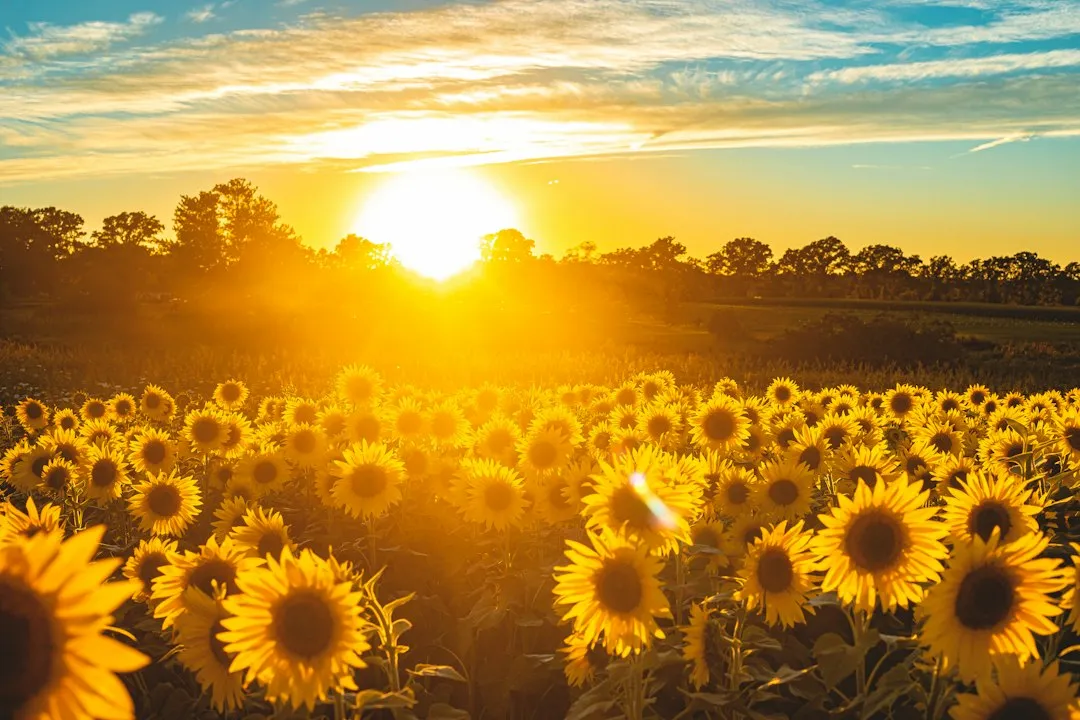 The Daily Rhythm of a Young Sunflower (Image Credits: Unsplash)