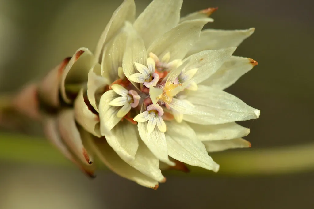The Smokebush Flower That Cracked the Code (jeans_Photos, Flickr, CC BY 2.0)