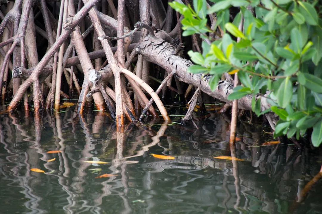 1. Red Mangrove (Rhizophora mangle): The Roots That Rebuild Coastlines (Image Credits: Unsplash)