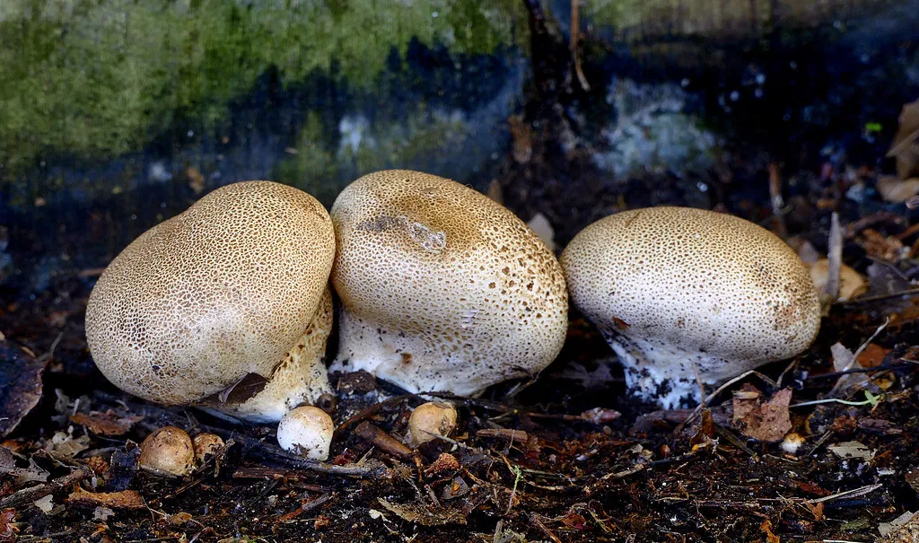 Ongoing Research and What Scientists Are Still Learning (Image Credits: Flickr)