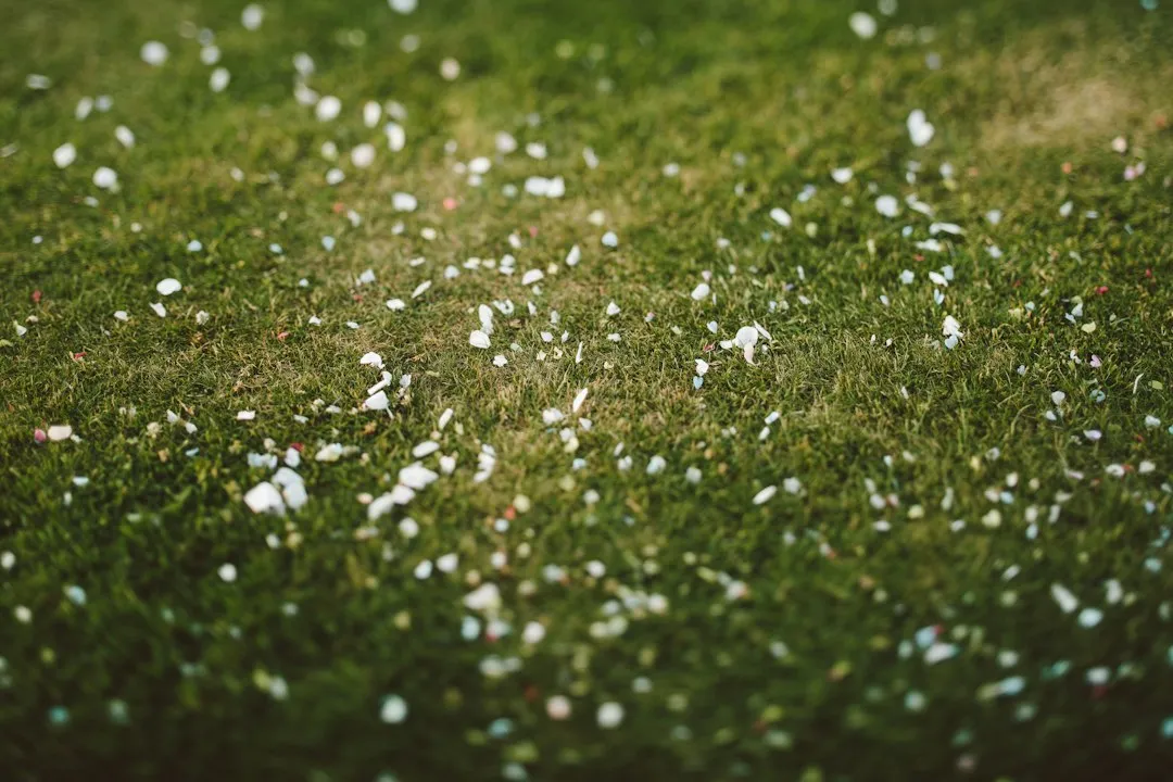 Leaving Debris to Accumulate (Image Credits: Unsplash)