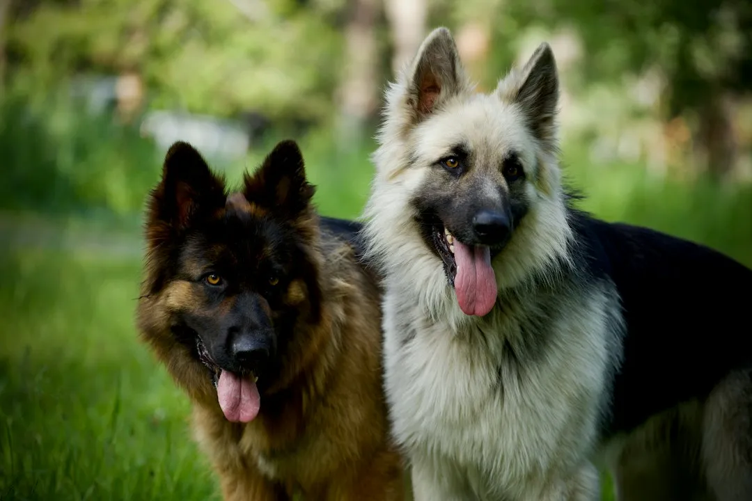 Purebred vs. Mixed Breed: Does It Matter for Longevity? (Image Credits: Unsplash)