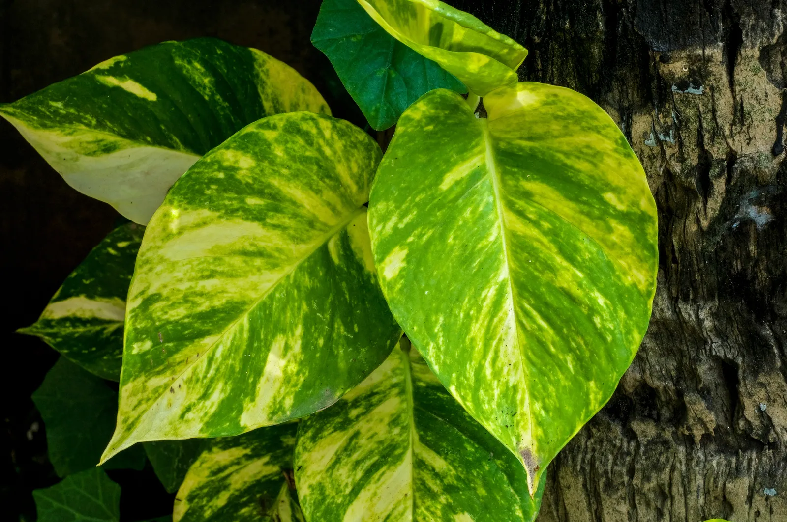The Plant Has Lost Its Drive to Reproduce Sexually (By Joydeep, CC BY-SA 3.0)