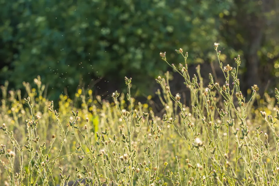 Keep Weeds Out: They Are a Hidden Reservoir for the Pest (Image Credits: Pexels)