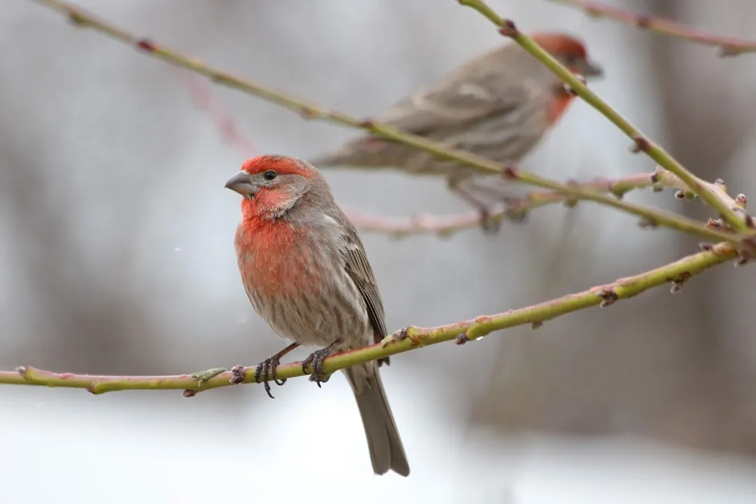 House Finch: The Feeder Favorite (Image Credits: Unsplash)