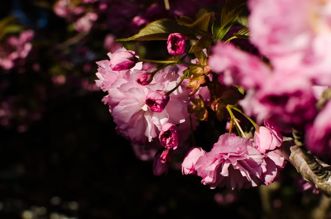 Short-Day, Long-Day, and Day-Neutral Plants (Image Credits: Unsplash)