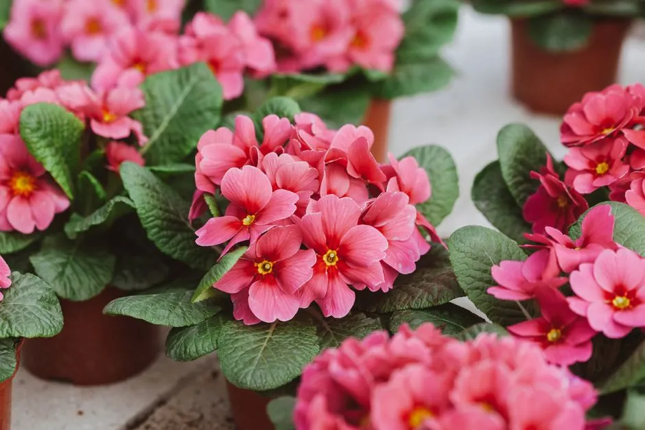 Primrose: The First Light of Spring (Image Credits: Pexels)
