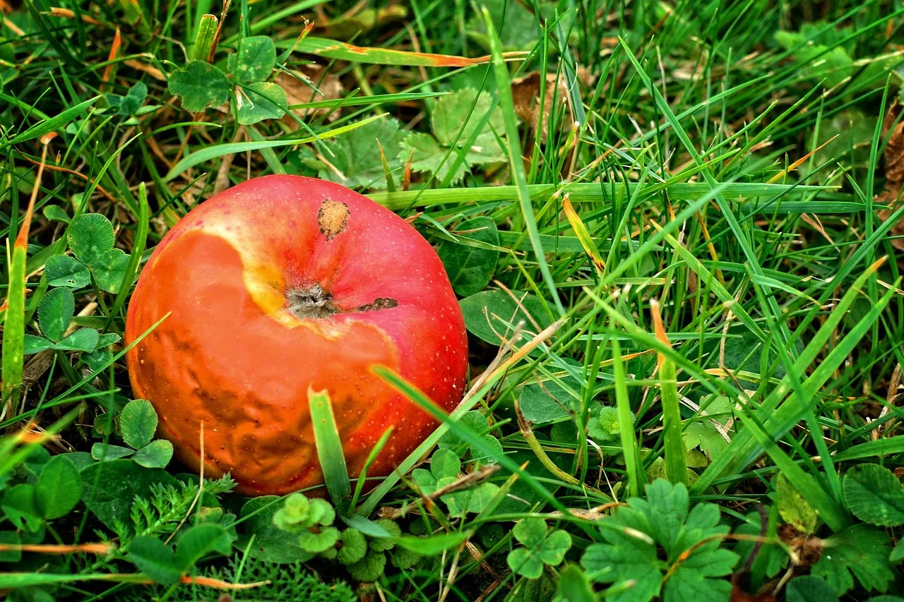 1. Tomatoes: The Calcium-Hungry Fruit-Setter (Image Credits: Pixabay)