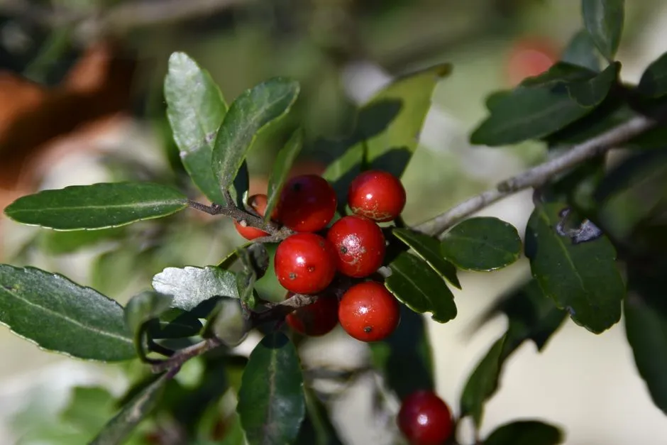4. American Holly (Ilex opaca) (Image Credits: Pexels)
