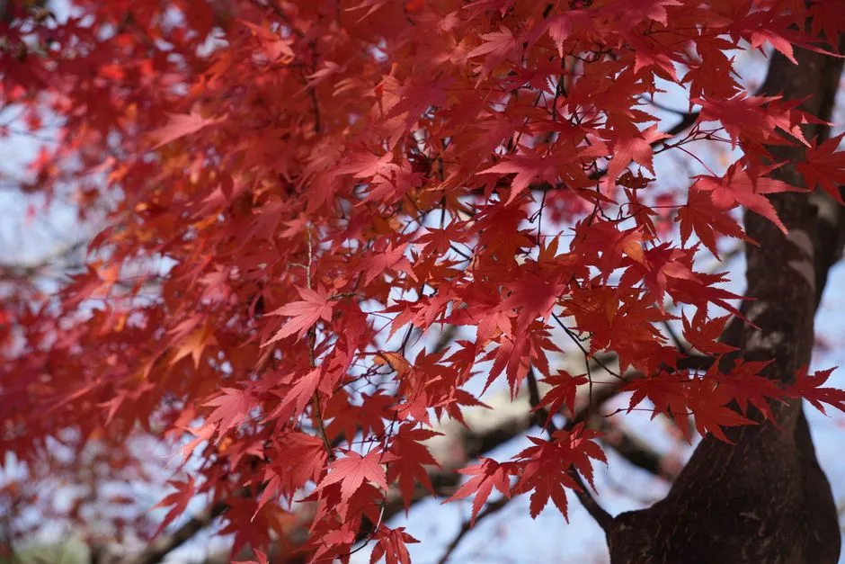 2. Bloodgood Japanese Maple (Acer palmatum 'Bloodgood') - The Bold Statement (Image Credits: Pexels)